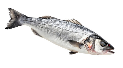 Obraz premium Fresh sea bass fish isolated on white or transparent background