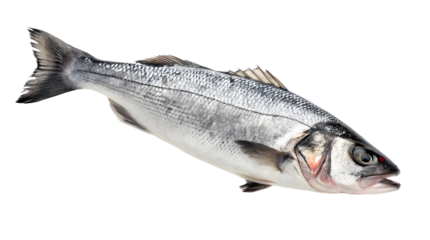 Fresh sea bass fish isolated on white or transparent background
