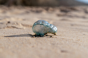 portuguese man of war, jellyfish, bluebottle, Atlantic Ocean, Dangerous, bag, Europe, coast, planet, marine, jungle, animal, nice, bag, predator, Portugal, tentacle, Centaurea cyanus, animal, aquatic,