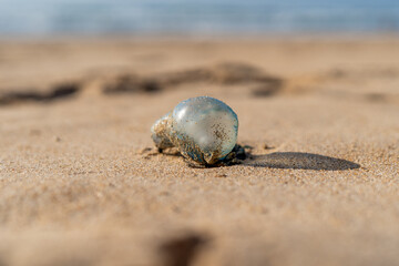 Portuguese Man Of War at the beach on the sand at the coast of Portugal. Dangerous jellyfish. Cnidarian with the pouch on the top. Coming from the Atlantic Ocean