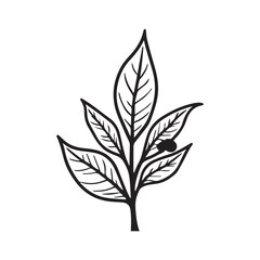 Elegant Coffee Plant Icon Inside Ornamental Box Frame