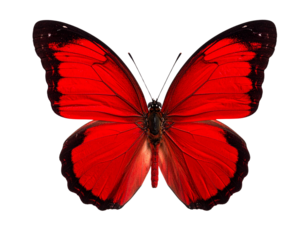 Elegant Red Butterfly Studio Portrait PNG