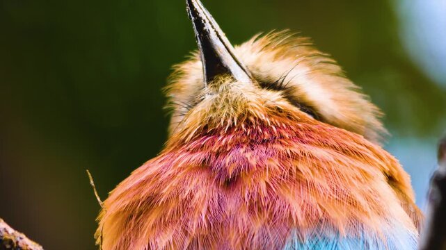 Close up of a Lillac-Breasted Roller african bird sitting on a tree branch and moving his head ona sunny spring day