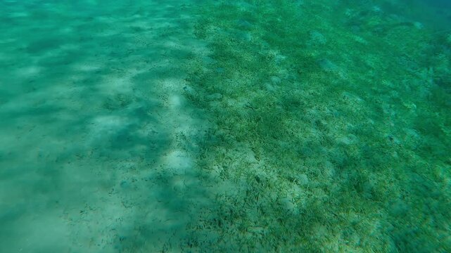 Clear line of sandy bottom and growth of sea grass and sand on the seabed in sun glare, Slow motion floating over the border separating seagrass bed and desert sandy-silty bottom