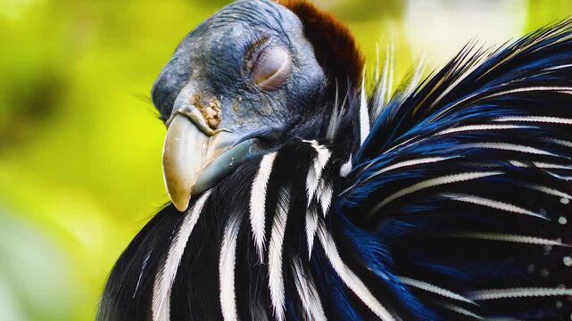Close up profile view of guinea fowl bird head, sitting ina tree ona sunny spring day