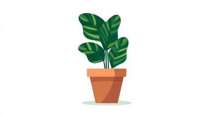 Fototapeta premium A vibrant green houseplant with large, striped leaves in a simple terracotta pot, isolated on a white background.
