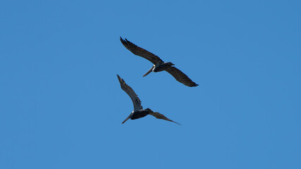 Two Juvenile Brown Pelicans in Flight with Outstretched Wings