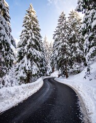 Obraz premium Snowy road through a pine forest under a bright sky
