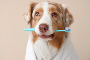 Cute Australian Shepherd dog with toothbrush on beige background, closeup. Pet Dental Health Month