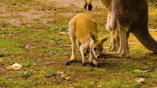 Close up of female Kangaroo with a baby joe in her pouch moving around a meadow on sunny summer day