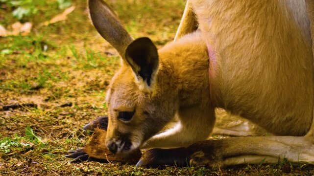 Close up of female Kangaroo with a baby joe in her pouch moving around a meadow on sunny summer day