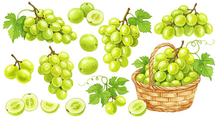 マスカットのイラストセット,グリーンと黄緑のフルーツ,水彩風