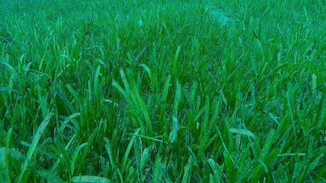 Top view of seagrass bed covered with green Sickle-leaved Cymodocea seagrass, Thalassodendron ciliatum in sunlight, Slow motion, Camera moves forward 