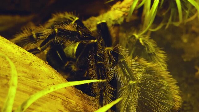 Close up of a Tarantula spider from the front resting on the ground (Bird Spider) moving his legs