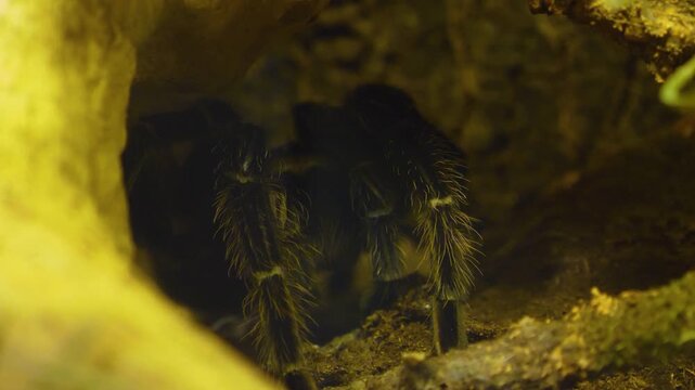 Close up of a Tarantula spider from the front resting on the ground (Bird Spider) moving his legs