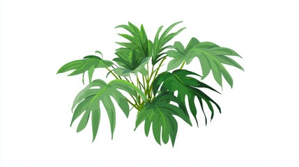 Obraz premium Lush green tropical plant with large, deeply lobed leaves on a clean white background, ideal for botanical illustrations.
