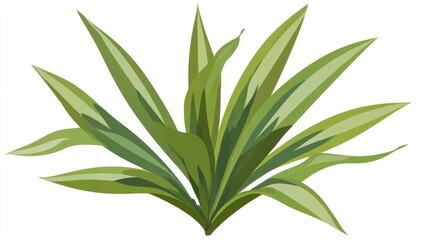 Fototapeta premium Fresh, isolated aloe vera plant with green leaves and a close-up macro view of the botanical ingredient