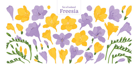 Freesia flower bloom and branches set, isolated on transparent background, Botanical illustration in yellow and purple colors, hand-drawn style.