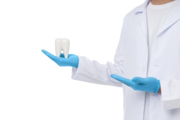 Doctor demonstrates dental care using a tooth model, isolated, PNG