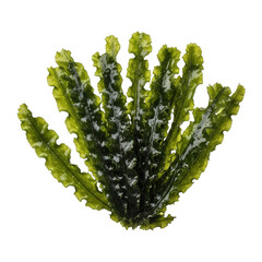 Vibrant green wavy fronds with dark accents isolated on a transparent background yellow