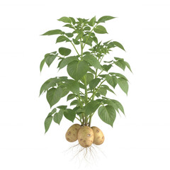 Green leafy plant with tubers and roots isolated on a transparent background leaves stems
