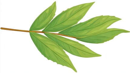 Fototapeta premium Macro closeup of fresh green leaves or branch isolated on a white background representing nature and spring growth