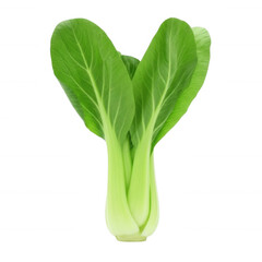 Vibrant green leafy vegetable with thick white stems isolated on a transparent background choy leaves