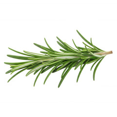 Fresh green rosemary sprig with needle like leaves isolated on a transparent background herb plant
