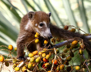 Coatimundi 