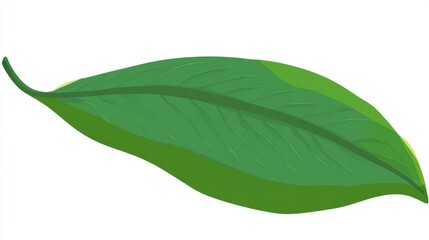 Obraz premium Illustration of a single green leaf with visible veins on a white background.