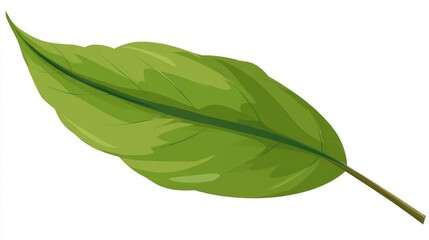 A detailed illustration of a vibrant green leaf with prominent veins and a slender stem, isolated on white.