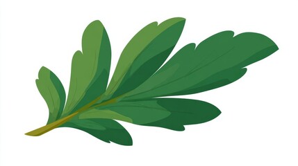 A single green leaf with multiple lobes and serrated edges, isolated on a white background.
