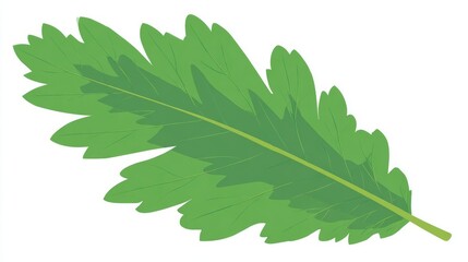 Green maple or oak leaf isolated on a white background, representing nature, flora, and the summer season
