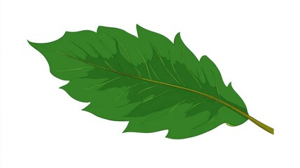 A vibrant green leaf with serrated edges and prominent veins, isolated on a white background, showcasing natural botanical detail.