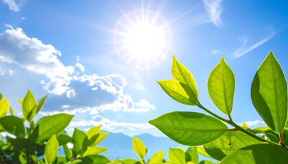 Fototapeta premium Vibrant sun shining in a clear blue sky, lush green leaves in the foreground