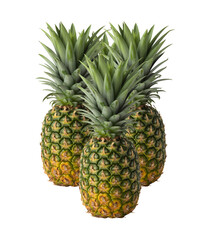 Fototapeta premium Ripe pineapples with rough skin and green leaves, organic tropical fruit for juice and dessert, tropical exotic fruits with spiky crowns