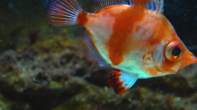 Close up of an orange boarfish slowly floating around underwater.