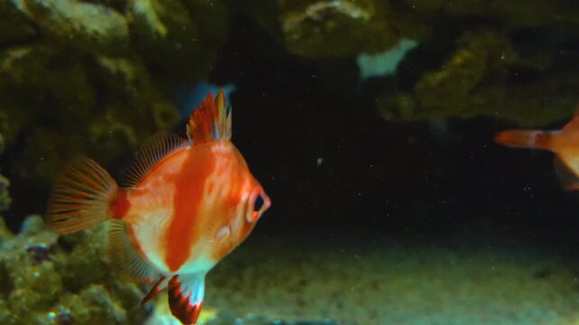 Close up of an orange boarfish slowly floating around underwater.