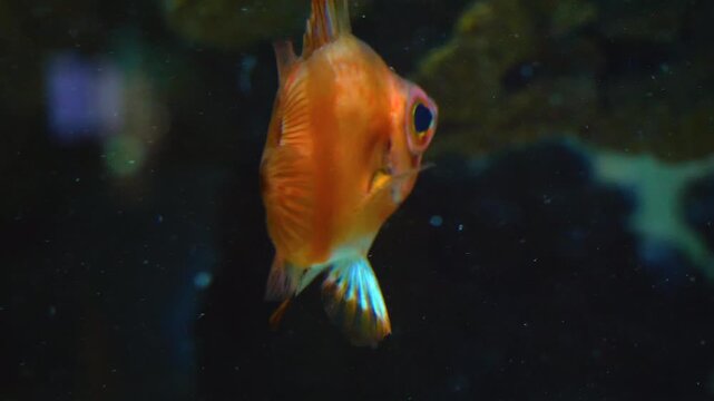 Close up of an orange boarfish slowly floating around underwater.
