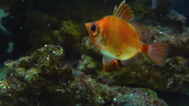 Close up of an orange boarfish slowly floating around underwater.