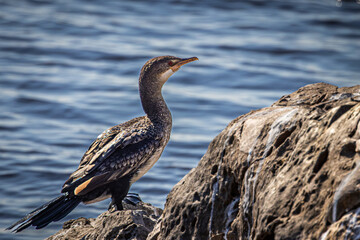 An African Reed Cormorant (Microcarbo africanus africanus) stands along the bank of the Chobe River in Botswana