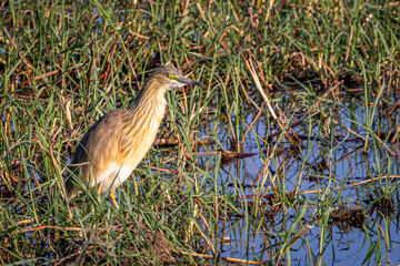 A Squacco Heron explores a bank of the Chobe River in Botswana