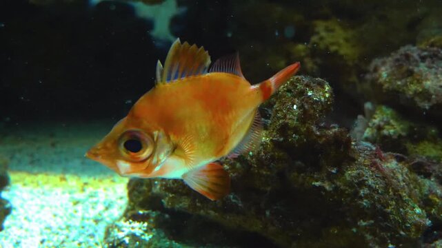 Close up of an orange boarfish slowly floating around underwater.