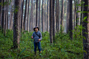 Asian hiker is using trekking pole while exploring in the pine forest for surveying and discovering...
