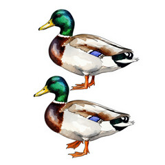 Obraz premium Vibrant Mallard Duck Illustration Pair Detailed Waterfowl Artwork for Nature Enthusiasts and Wildlife Art Collectors Bird Portrait Drawing