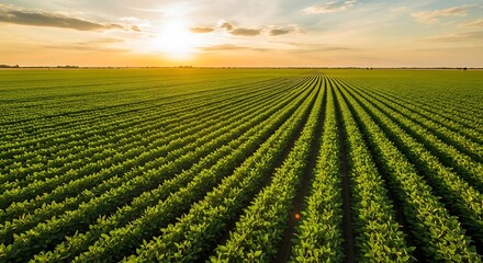 Extensive soybean field under sunset light, symbolizing agricultural wealth