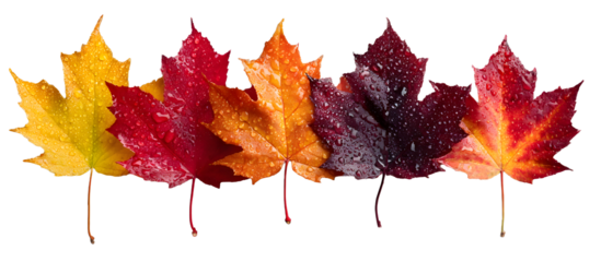 Collection set of yellow orange red maroon autumn fall maple leaf leaves on transparent background cutout, PNG file. Many different design Mockup template for artwork