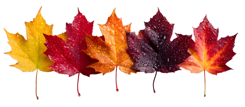 Collection set of yellow orange red maroon autumn fall maple leaf leaves on transparent background cutout, PNG file. Many different design Mockup template for artwork
