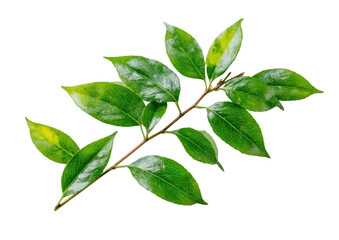 Obraz premium Close-up of a green plant branch with leaves