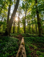 Sunlight streams through a lush forest (2)